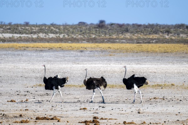 Funny, Three males, Common ostrich (Struthio camelus) running through savannah, Etosha National Park, Namibia