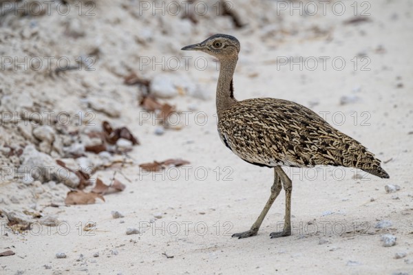 Red-crested Bustard (Lophotis ruficrista), Etosha National Park, Namibia
