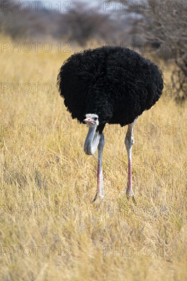 Male common ostrich (Struthio camelus) running through savannah, Etosha National Park, Namibia