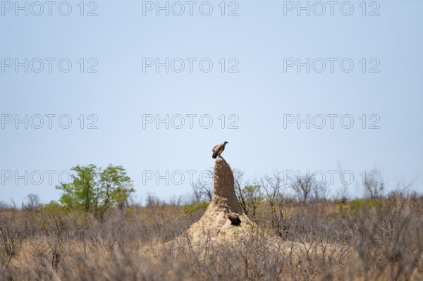 Vulture sitting on termite hill, Etosha National Park, Namibia
