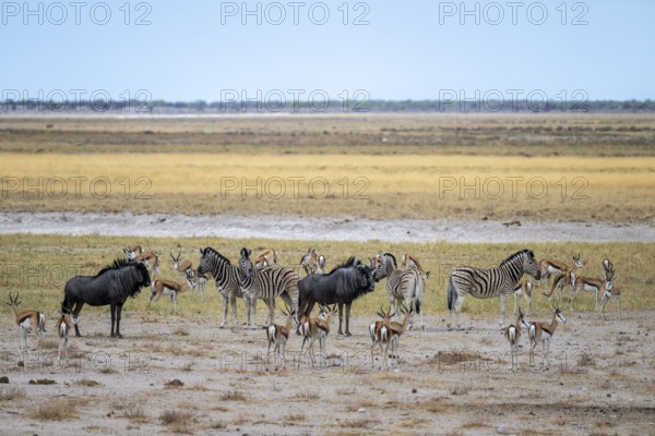 Zebras and wildebeests as well as springboks, Etosha National Park, Namibia