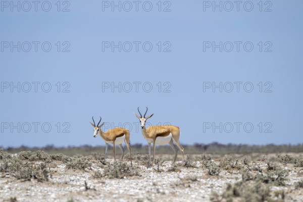 Springbok (Antidorcas marsupialis), Etosha National Park, Namibia