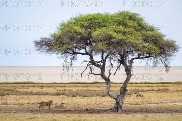 Lion (Panthera leo) under an umbrella acacia, Etosha National Park, Namibia