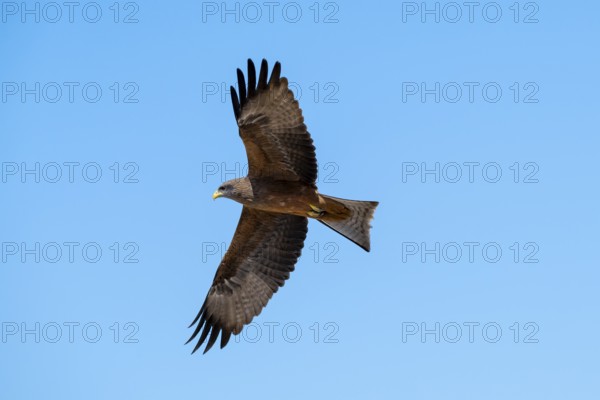 Black kite (Milvus migrans) flying against a blue sky, Savuti, Chobe Nationalpark, Botswana