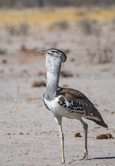 Kori Bustard (Ardeotis kori), Savuti, Chobe Nationalpark, Botswana
