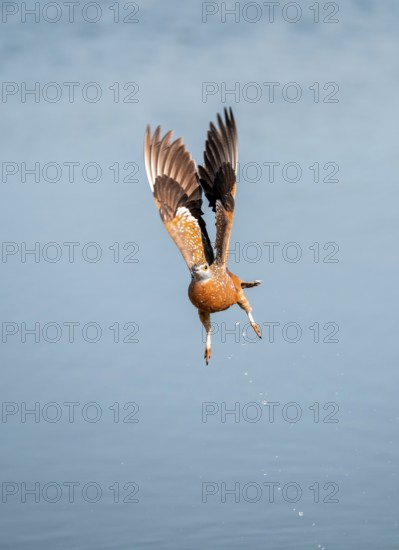 Burchell's sandgrouse (Pterocles burchelli) in flight, Savuti, Chobe Nationalpark, Botswana