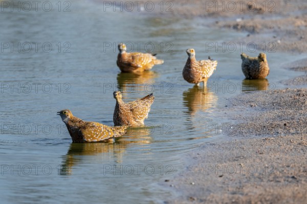 Burchell's sandgrouse (Pterocles burchelli), Savuti, Chobe Nationalpark, Botswana