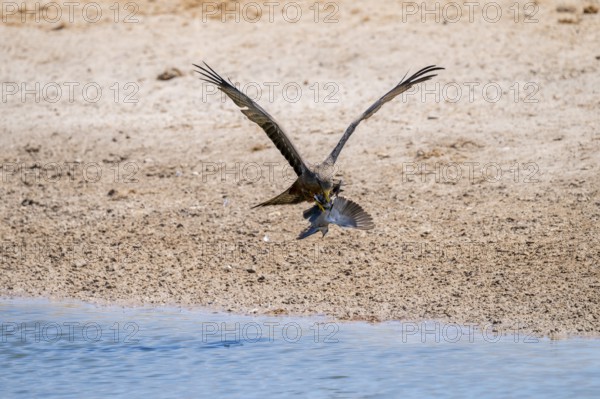 Black kite (Milvus migrans) hunting a dove in flight, Savuti, Chobe Nationalpark, Botswana