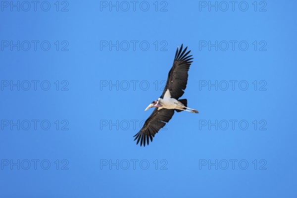 Marabu (Leptoptilos crumenifer) in flight, Savuti, Chobe Nationalpark, Botswana