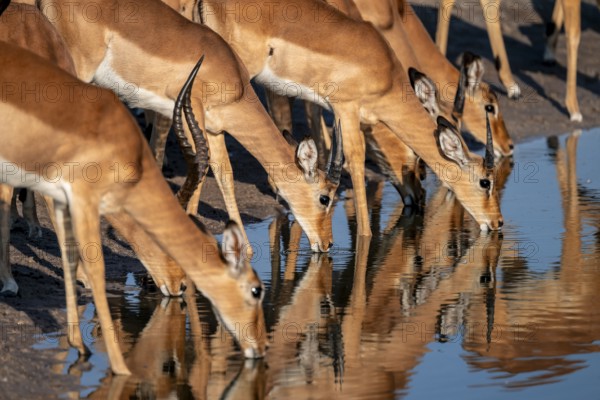 Impalas (Aepyceros melampus) drinking at the waterhole, beautiful picture with reflection, Savuti, Chobe National Park, Botswana