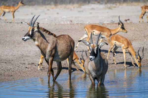 Roan antelope, roan antelope (Hippotragus equinus) drinking, Savuti, Chobe National Park, Botswana