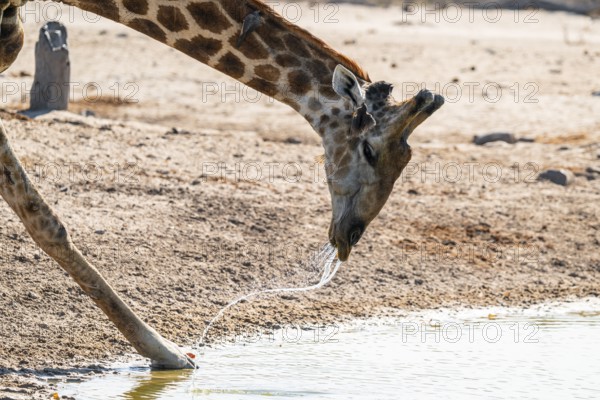 Cape giraffe (Giraffa giraffa giraffa) drinking merrily, Savuti, Chobe National Park, Botswana