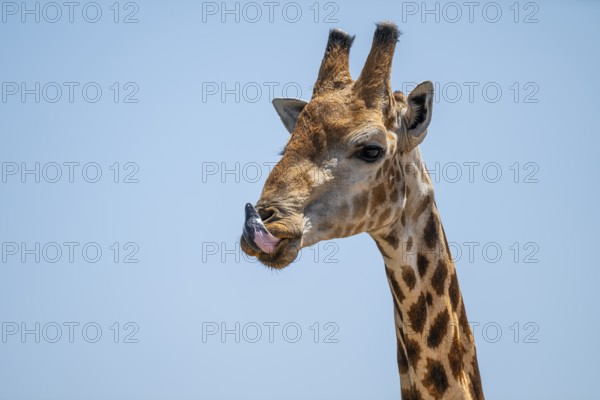Cape giraffe (Giraffa giraffa giraffa) sticks out its tongue, funny, Savuti, Chobe National Park, Botswana