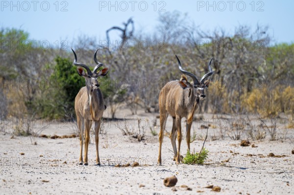 Greater kudu (Tragelaphus strepsiceros), Savuti, Chobe National Park, Botswana