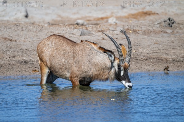 Roan antelope, roan antelope (Hippotragus equinus) drinking, Savuti, Chobe National Park, Botswana
