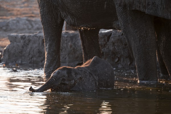 Herd of elephants, African elephant (Loxodonta africana) with young at the waterhole, sunset, Savuti, Chobe National Park, Botswana