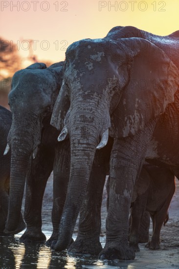 Herd of elephants, African elephant (Loxodonta africana) at the waterhole, sunset, Savuti, Chobe National Park, Botswana
