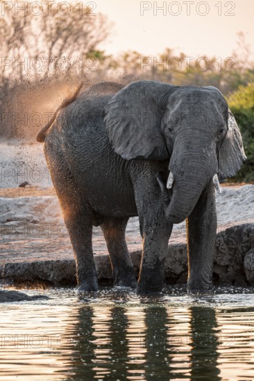 Elephant splashing itself with water, African elephant (Loxodonta africana) at the waterhole, sunset, Savuti, Chobe National Park, Botswana