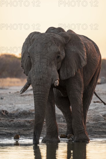 African elephant (Loxodonta africana) at the waterhole, sunset, Savuti, Chobe National Park, Botswana