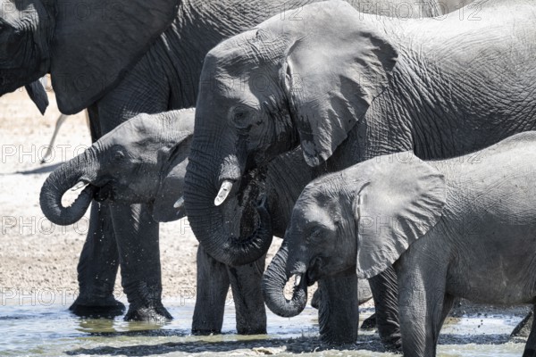 Herd of elephants at a waterhole, African elephant (Loxodonta africana), Savuti, Chobe National Park, Botswana