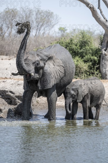African elephant (Loxodonta africana) splashing itself with mud, Savuti, Chobe National Park, Botswana