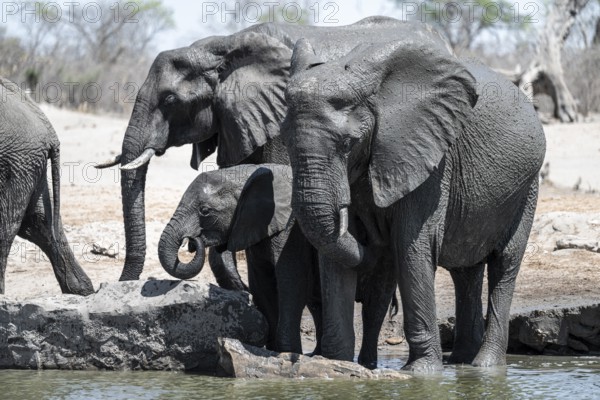 African elephant (Loxodonta africana) splashing itself with mud, Savuti, Chobe National Park, Botswana