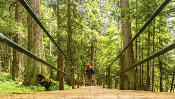 Wooden boardwalk with green metal railings crossing a lush forest with tall trees and ferns in hemlock grove, a popular tourist attraction in the canadian rockies