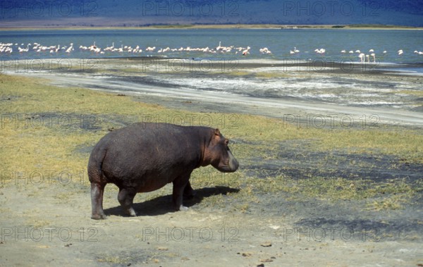 Hippopotamus (Hippopotamus amphibius) in the Ngorongoro Crater, Tanzania, Africa, June 2000, vintage, retro, old, historical