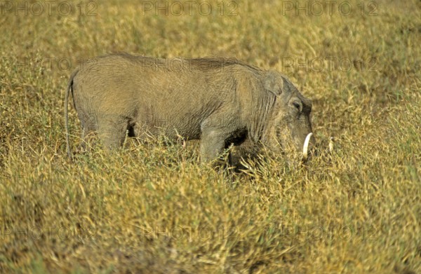 Warthog (Phacochoerus aethiopicus), Ngorongoro Crater, Tanzania, Africa, June 2000, vintage, retro, old, historic