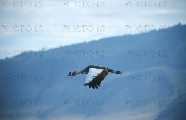 Crowned Crane (Balearica Pavonina) in flight, Ngorongoro Crater, Tanzania, Africa, June 2000, vintage, retro, old, historic
