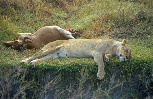 Lioness resting next to her prey, Ngorongoro Crater, Tanzania, Africa, June 2000, vintage, retro, old, historic