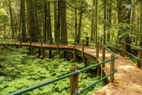 Sunlight filtering through the tall tree canopy illuminates a wooden boardwalk winding through lush devil's club plants, creating a serene pathway in the rainforest