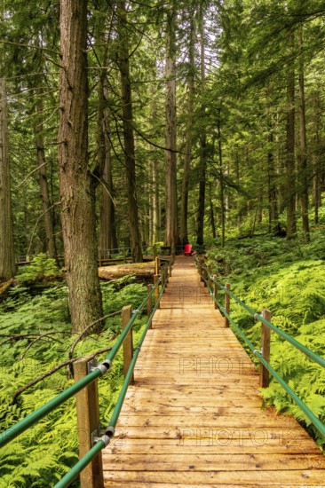 Wooden boardwalk winding through a vibrant hemlock grove in the canadian rockies, with lush ferns carpeting the forest floor, creating a serene and tranquil outdoor escape