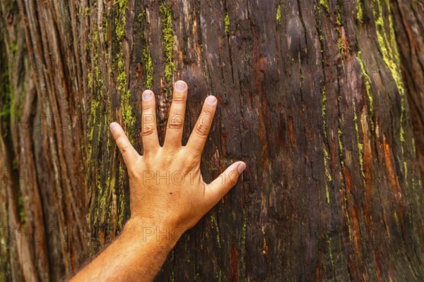 Open hand of a hiker touching the bark of a massive cedar tree along the giant cedars boardwalk trail in mount revelstoke national park, british columbia