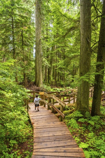 Lush green forest with towering cedar trees and ferns enveloping a wooden boardwalk where a child runs, reveling in the natural beauty of mount revelstoke national park