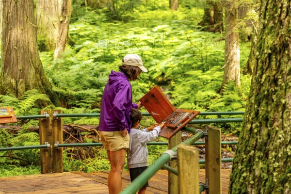 Mother and son learning about nature at an information kiosk on the hemlock grove boardwalk in mount revelstoke national park. British columbia. Canada. Surrounded by lush ferns and old growth trees