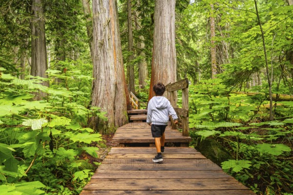 Young boy running on a wooden boardwalk through lush green forest with giant cedar trees, enjoying a hike in nature on the giant cedars boardwalk near revelstoke, british columbia, canada