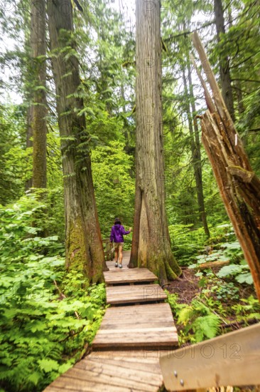 Female hiker walking on a wooden boardwalk path, enjoying the tranquility of a lush green forest with giant cedar trees in the canadian rockies
