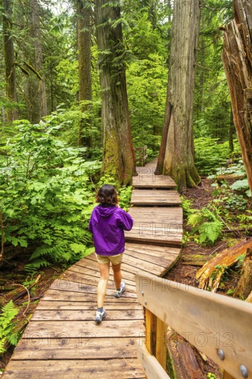 Tourist wearing a purple jacket is enjoying a peaceful walk along a wooden boardwalk path, surrounded by lush green foliage and towering cedar trees in a tranquil forest setting