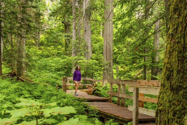 Female tourist walking in awe along the giant cedars boardwalk trail, surrounded by majestic ancient trees in the lush rainforest of mount revelstoke national park on a cloudy summer day