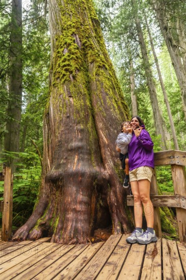 Mother and son are enjoying breathtaking view of giant cedar tree covered with moss while standing on wooden boardwalk in old growth forest of mount revelstoke national park. British columbia. Canada
