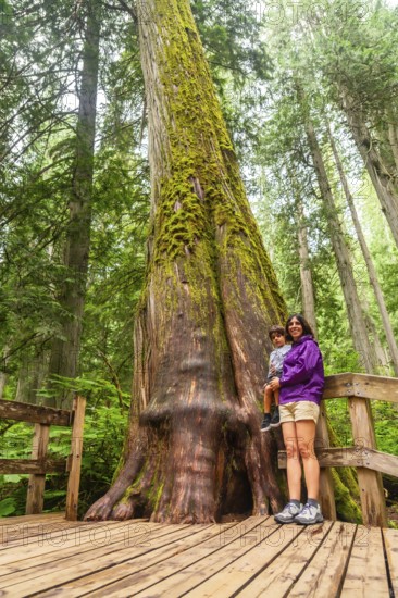 Mother holds her child while standing on a wooden boardwalk, marveling at a massive, moss covered cedar tree in the lush rainforest of mount revelstoke national park, british columbia, canada
