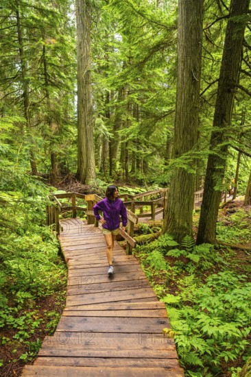 Female hiker walking down a wooden boardwalk through a lush green forest of giant cedar trees, enjoying the tranquility and beauty of nature