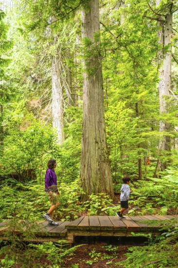 Mother and son enjoying a hike through lush green forest with giant cedar trees, exploring nature on a wooden boardwalk trail in the canadian rockies
