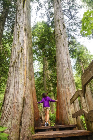Young woman tourist is enjoying the walk on a wooden boardwalk trail among giant cedar trees in mount revelstoke national park, british columbia, canada