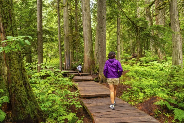 Tourists enjoying a serene walk along the giant cedars boardwalk trail in mount revelstoke national park, surrounded by towering cedar trees and lush green ferns