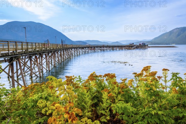 Vibrant yellow wildflowers framing a long wooden pier extending into the tranquil waters of shuswap lake, with scenic british columbia mountains under a clear blue sky