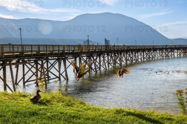 Ducks are flying near a long wooden pier on a sunny day with tourists walking on it and mountains in the background in salmon arm, british columbia, canada
