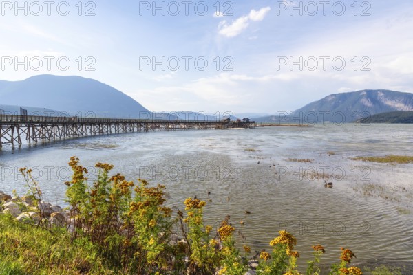Yellow wildflowers blooming on the shore of shuswap lake with a long wooden pier stretching out into the water under a blue sky with mountains in the background in salmon arm, british columbia