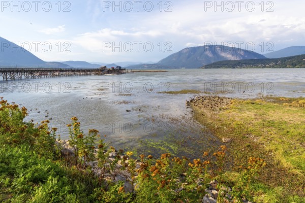 Shuswap lake reflecting a clear blue sky and framed by majestic mountains, featuring a charming wooden wharf and vibrant shoreline vegetation in salmon arm, british columbia